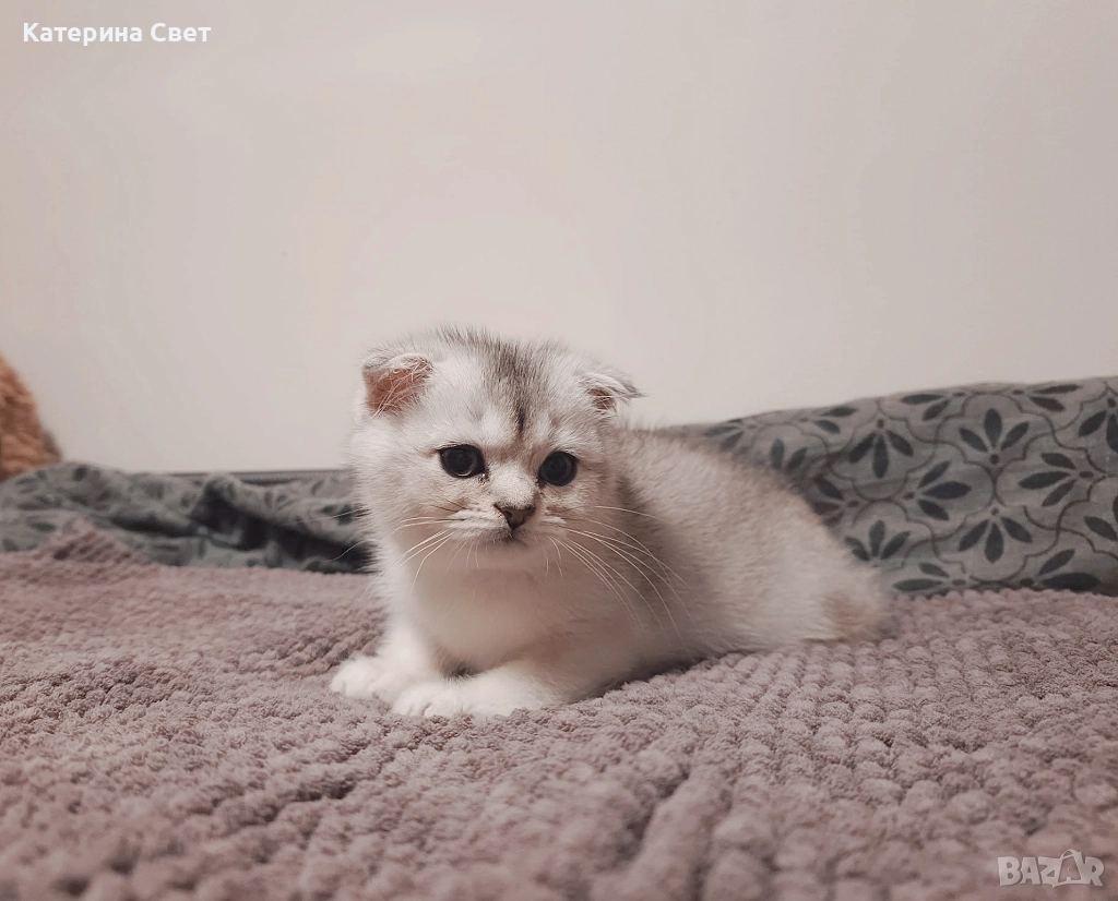 Чистокръвен шотландски клепоух, мъжко 3 месеца , снимка 1