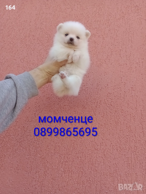 Бяло момченце. Померан., снимка 1