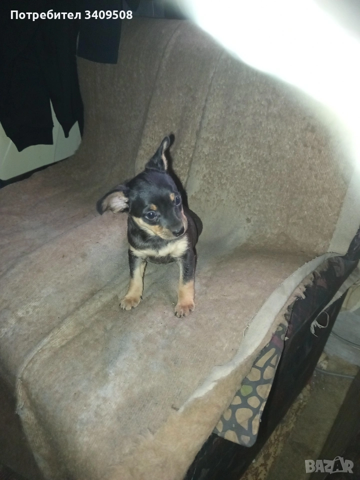 пинчери , снимка 1