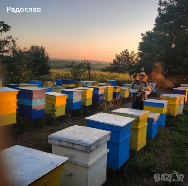 Пчелен Мед реколта 2025г,ливадни билки, букет,кошери, пчели, здраве, снимка 1