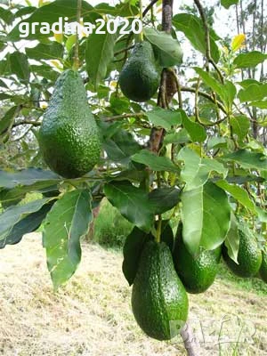 Авокадо, снимка 1