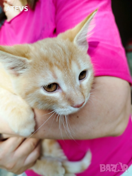 Малко рижо коте търси дом - спешно!, снимка 1