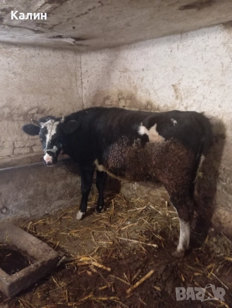 стелни юнички..., снимка 1