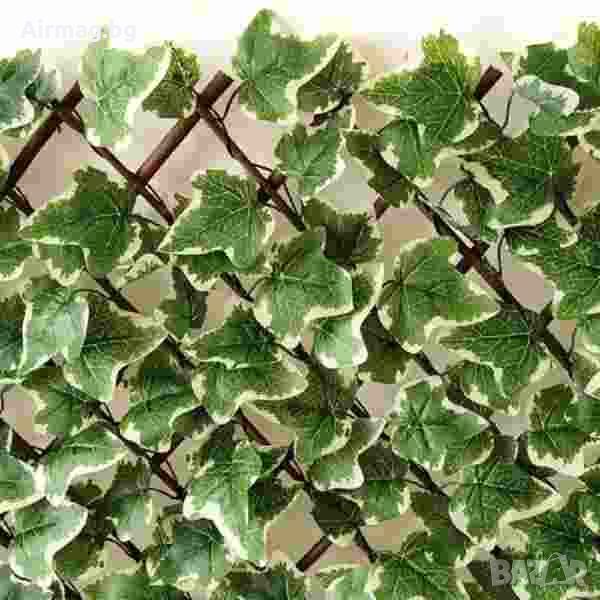 Декоративна ограда от Бяло/Зелен Бръшлян, снимка 1