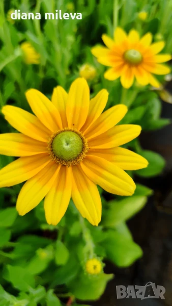 Рудбекия Слънцето на прерията, Rudbeckia Prairie sun, снимка 1