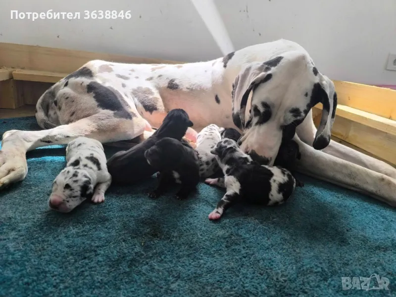 Немски дог, снимка 1