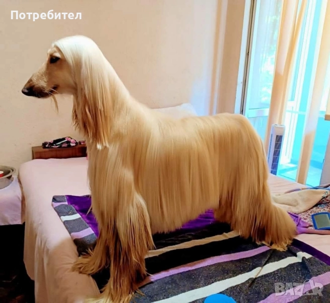 Афганистанска хрътка, снимка 1