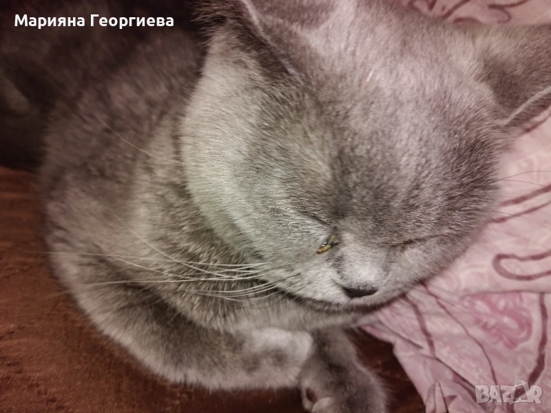 Продавам британска красавица, снимка 1