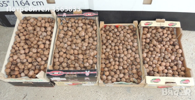 Орехи с черупка реколта 2025 г., снимка 2 - Други - 53960584