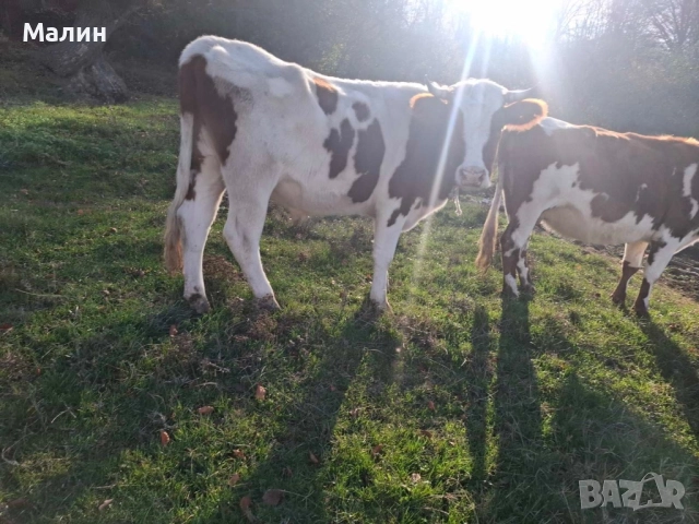 Телета (крави), снимка 5 - Крави - 52690607