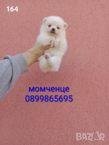 Бяло момченце. Померан.