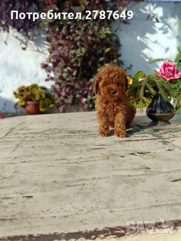 Той пудел, снимка 4 - Пудели - 52632120