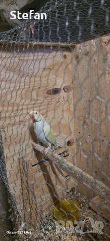 Малък Александър заменям, снимка 6 - Папагали - 53824535