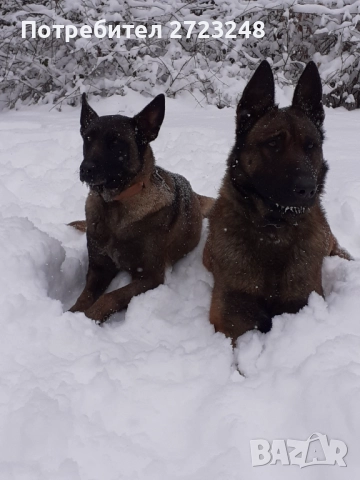 Кученца белгийска овчарка , снимка 10 - Белгийска овчарка - 52937741