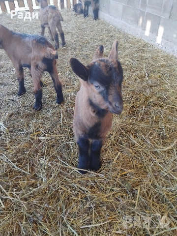 продавам ярета френски алпин , снимка 5 - Кози - 53735476