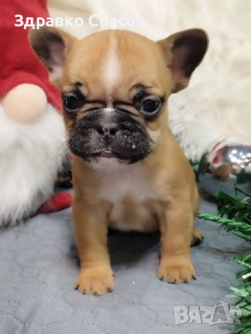 Френски булдог - бебета, снимка 10 - Френски булдог - 52821585