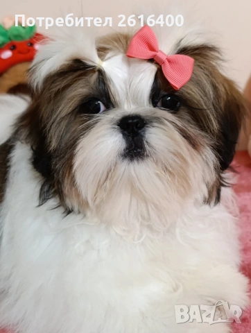 момче и момиче Ши Тцу