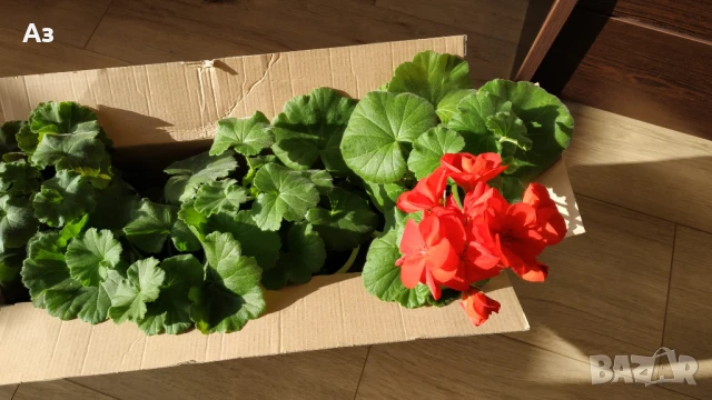 Продавам български цветя Мушкато, в сандъчета, снимка 3 - Стайни растения - 51084563