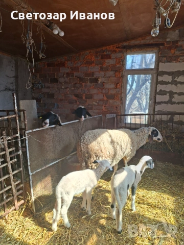 Продавам агнета гр. София, 7 €, снимка 2 - Овце - 53865856
