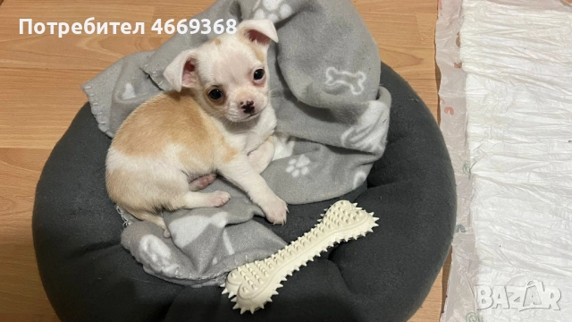 Продава се бебе мини чихуахуа на 7 седмици с втора ваксина, снимка 4 - Чихуахуа - 52662838