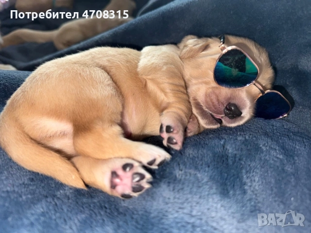 Голдън ретривър момченце ваксина, снимка 2 - Голдън ретривър - 54133887