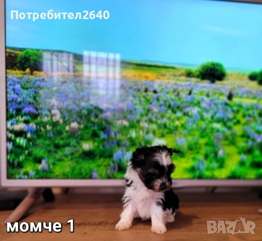 Бивет йоркширски териер, снимка 4 - Йоркширски териер - 53645644