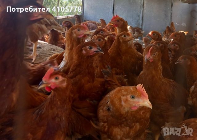 Ломан Браун , снимка 1 - Кокошки и пуйки - 45855396