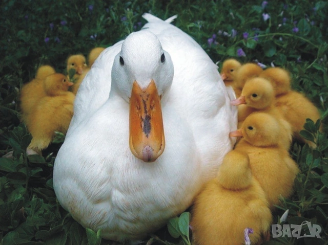 оплодени Яйца ЮРДЕЧКИ -ПАТИЦИ -ГЪСКИ -Разплодни яйца за люпене от Патки породата бяла Московска., снимка 7 - Кокошки и пуйки - 54196584