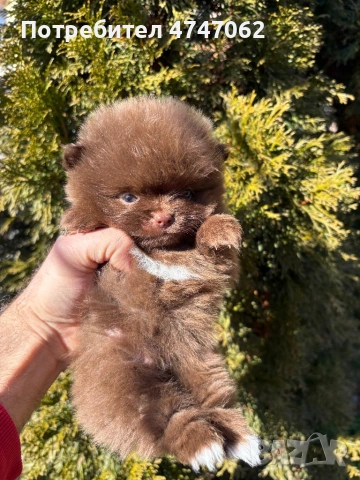 Померан мъжки и женски