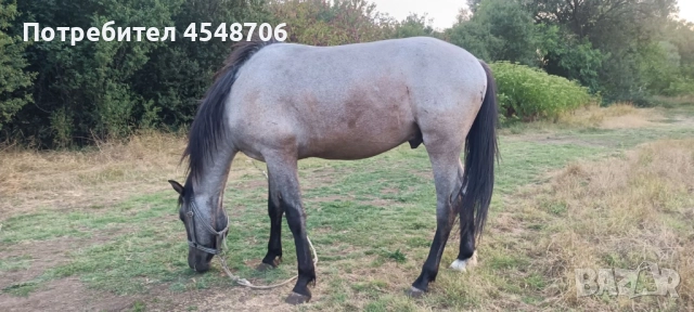 Продавам кон, снимка 2 - Коне - 51191576
