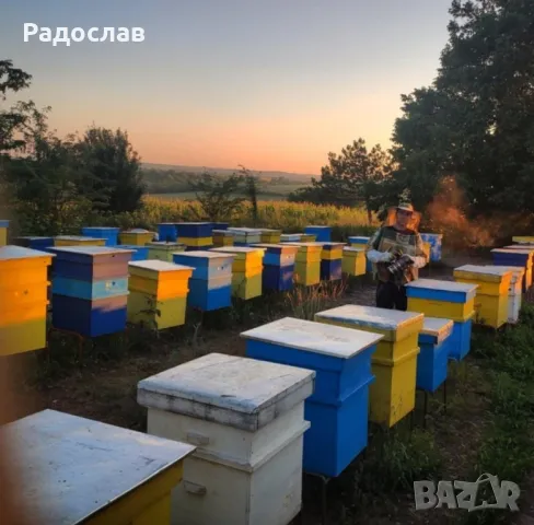 Пчелен Мед реколта 2025г,ливадни билки, букет,кошери, пчели, здраве