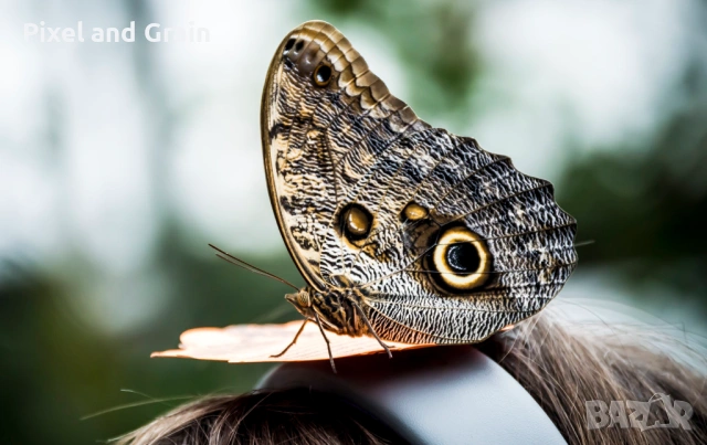 Nikon AF-S 55-200mm f/4-5.6G ED VR обектив Никон, снимка 11 - Обективи и филтри - 53671254