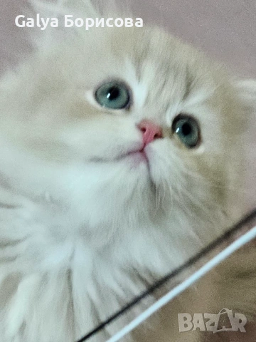 Британски родословни котенца  лилаво злато , снимка 8 - Британска късокосместа - 53502654