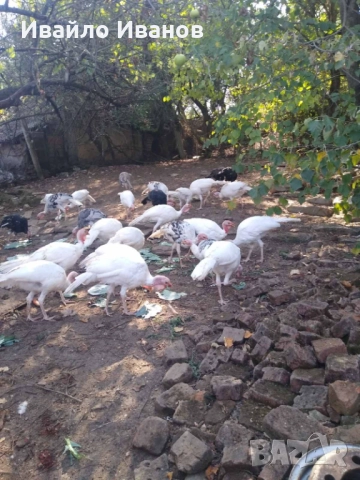 Продавам пуяци, снимка 4 - Кокошки и пуйки - 52800527