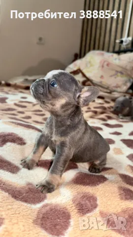 Елитни френски булдоци родени на 23.08., снимка 3 - Френски булдог - 43655613