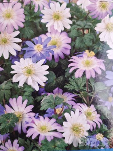 Анемоне Бланда ризоми, снимка 1 - Градински цветя и растения - 45342486