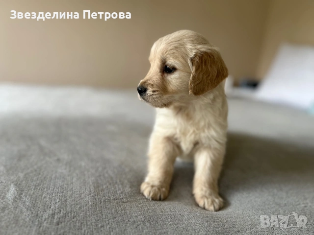 ГОЛДЪН РЕТРИВЪР, снимка 8 - Голдън ретривър - 54084435