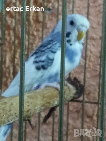 вълнисти папагали 