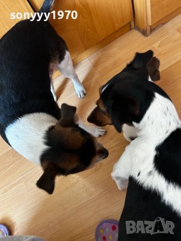 ДЖАК РЪСЕЛ 250ЛВ ЗА БРОЙ 1209252014, снимка 9 - Джак ръсел териер - 51694568