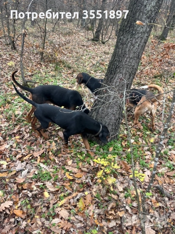 Продавам четири ловни гончета , снимка 14 - Гонче - 52538759