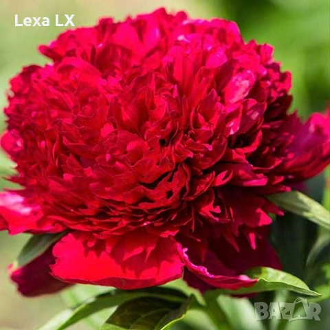 Червен божур