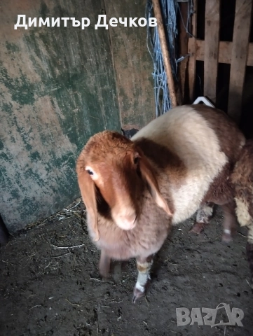 Агнета за разплод или за клане , снимка 2 - Овце - 51435629