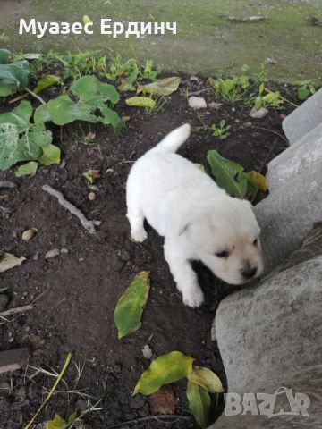 Подарявам малки кученца от родители мъничета намират се в Димитровград тел 0878821343 , снимка 3 - Риджбек - 45716740