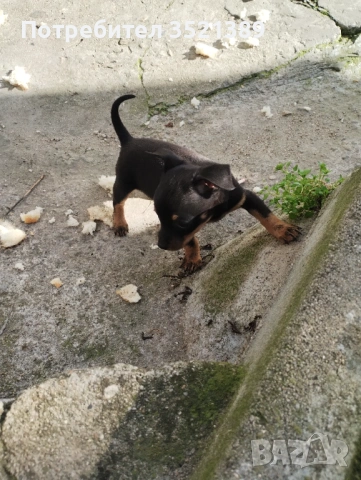 Пинчери , снимка 8 - Пинчер - 53461947