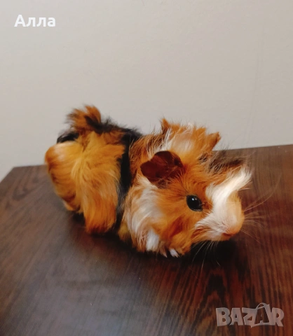 Мъжко морско свинчето