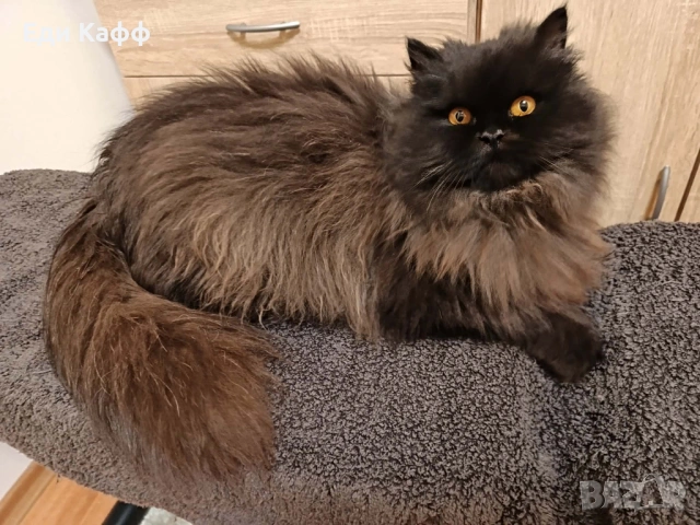 Продавам прекрасни персийски котенца , снимка 5 - Персийска - 50016785