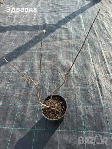 Магнолия Мерил Стелата, снимка 4 - Градински цветя и растения - 54000337