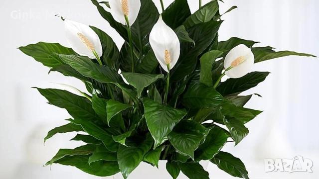 Спатифилум- 8 евро