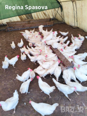 Продавам кокошки носачки , снимка 2 - Кокошки и пуйки - 53193053