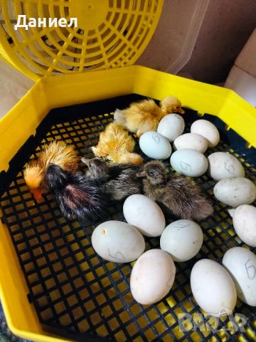 Яйца от патици Индийски бегач , снимка 9 - Патици и гъски - 45261763